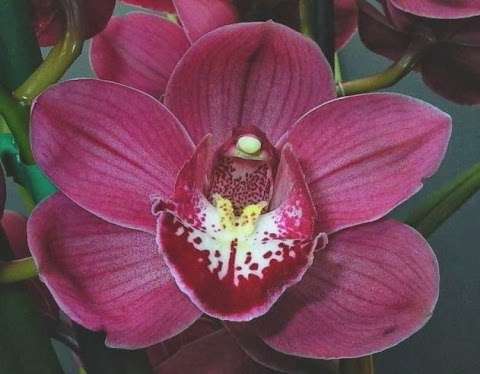 Photo: Glenwood Orchids